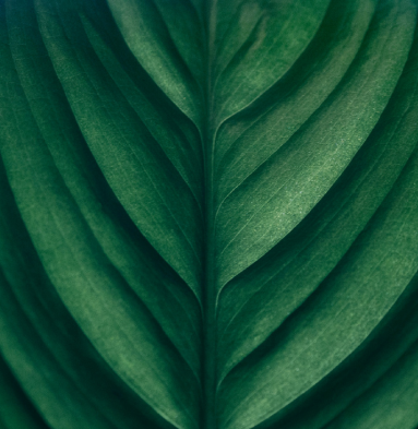 Natures Choice By A.H. Beard